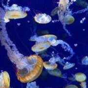 ヒメ日記 2026/03/24 16:39 投稿 せな G-SCANDAL