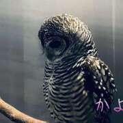 ヒメ日記 2025/06/05 02:39 投稿 かよ 千葉柏ちゃんこ