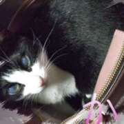 ヒメ日記 2025/06/17 23:52 投稿 かよ 千葉柏ちゃんこ