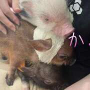 ヒメ日記 2025/06/25 15:33 投稿 かよ 千葉柏ちゃんこ