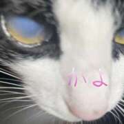 ヒメ日記 2025/07/09 23:37 投稿 かよ 千葉柏ちゃんこ