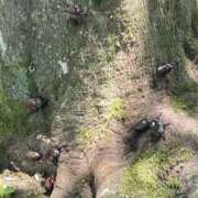 ヒメ日記 2025/07/31 15:41 投稿 かよ 千葉柏ちゃんこ