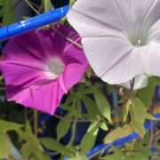 ヒメ日記 2025/08/01 10:26 投稿 かよ 千葉柏ちゃんこ