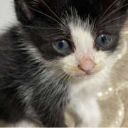 ヒメ日記 2025/08/17 11:40 投稿 かよ 千葉柏ちゃんこ