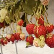 ヒメ日記 2026/01/24 11:17 投稿 かよ 千葉柏ちゃんこ