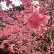 ヒメ日記 2026/03/10 19:07 投稿 かよ 千葉柏ちゃんこ