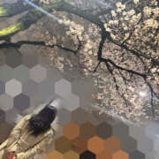 ヒメ日記 2026/04/02 13:16 投稿 かよ 千葉柏ちゃんこ