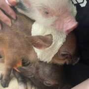 ヒメ日記 2026/04/14 02:23 投稿 かよ 千葉柏ちゃんこ