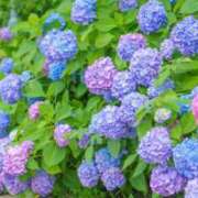 ヒメ日記 2025/05/31 06:17 投稿 つむぎ ヴィヴィッド・クルーマダム・セカンドヴァージン十三店