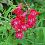 ヒメ日記 2025/06/06 06:15 投稿 つむぎ ヴィヴィッド・クルーマダム・セカンドヴァージン十三店