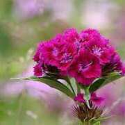 ヒメ日記 2025/06/10 06:15 投稿 つむぎ ヴィヴィッド・クルーマダム・セカンドヴァージン十三店