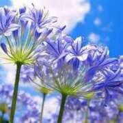 ヒメ日記 2025/06/11 06:12 投稿 つむぎ ヴィヴィッド・クルーマダム・セカンドヴァージン十三店