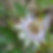 ヒメ日記 2025/06/13 06:13 投稿 つむぎ ヴィヴィッド・クルーマダム・セカンドヴァージン十三店