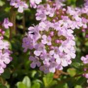 ヒメ日記 2025/06/18 05:10 投稿 つむぎ ヴィヴィッド・クルーマダム・セカンドヴァージン十三店