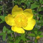 ヒメ日記 2025/06/20 05:59 投稿 つむぎ ヴィヴィッド・クルーマダム・セカンドヴァージン十三店