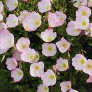 ヒメ日記 2025/06/21 06:57 投稿 つむぎ ヴィヴィッド・クルーマダム・セカンドヴァージン十三店