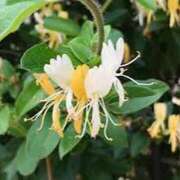 ヒメ日記 2025/06/22 06:47 投稿 つむぎ ヴィヴィッド・クルーマダム・セカンドヴァージン十三店