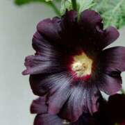 ヒメ日記 2025/06/23 06:38 投稿 つむぎ ヴィヴィッド・クルーマダム・セカンドヴァージン十三店