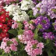 ヒメ日記 2025/06/24 06:00 投稿 つむぎ ヴィヴィッド・クルーマダム・セカンドヴァージン十三店