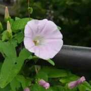 ヒメ日記 2025/06/25 05:01 投稿 つむぎ ヴィヴィッド・クルーマダム・セカンドヴァージン十三店