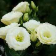 ヒメ日記 2025/06/28 07:28 投稿 つむぎ ヴィヴィッド・クルーマダム・セカンドヴァージン十三店