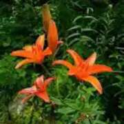 ヒメ日記 2025/07/01 07:01 投稿 つむぎ ヴィヴィッド・クルーマダム・セカンドヴァージン十三店