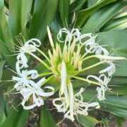 ヒメ日記 2025/07/02 05:32 投稿 つむぎ ヴィヴィッド・クルーマダム・セカンドヴァージン十三店