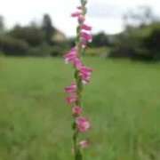 ヒメ日記 2025/07/03 06:30 投稿 つむぎ ヴィヴィッド・クルーマダム・セカンドヴァージン十三店