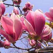 ヒメ日記 2025/07/04 04:45 投稿 つむぎ ヴィヴィッド・クルーマダム・セカンドヴァージン十三店