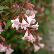 ヒメ日記 2025/07/07 07:07 投稿 つむぎ ヴィヴィッド・クルーマダム・セカンドヴァージン十三店