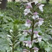 ヒメ日記 2025/07/09 06:38 投稿 つむぎ ヴィヴィッド・クルーマダム・セカンドヴァージン十三店