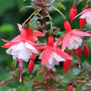 ヒメ日記 2025/07/11 06:14 投稿 つむぎ ヴィヴィッド・クルーマダム・セカンドヴァージン十三店