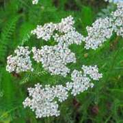 ヒメ日記 2025/07/12 06:30 投稿 つむぎ ヴィヴィッド・クルーマダム・セカンドヴァージン十三店