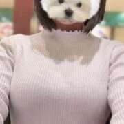 みこ クリスマス風の顔隠しスタンプ🐶🎄笑 ラブリップ川越