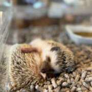 ヒメ日記 2025/05/17 16:47 投稿 歌唄/うたう Platinum Legend(プラチナムレジェンド)