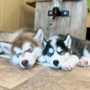 ヒメ日記 2025/10/29 20:37 投稿 歌唄/うたう Platinum Legend(プラチナムレジェンド)