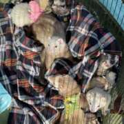 ヒメ日記 2025/12/18 18:07 投稿 歌唄/うたう Platinum Legend(プラチナムレジェンド)