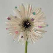 ヒメ日記 2026/04/16 20:48 投稿 高嶺 さくらこ Canx2京都店