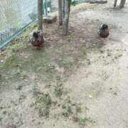 ヒメ日記 2025/06/15 11:34 投稿 りいこ サンキュー福岡店