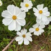 ヒメ日記 2025/05/17 01:27 投稿 木村 Mrs治療院