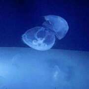 ヒメ日記 2025/07/31 20:08 投稿 れあ フォーシーズン