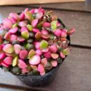 ヒメ日記 2025/05/24 16:38 投稿 とあ 熟女総本店