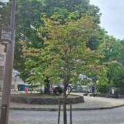 ヒメ日記 2025/07/10 08:55 投稿 とあ 熟女総本店