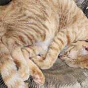 ヒメ日記 2025/06/29 13:10 投稿 愛麗/あいら ANEJE～アネージュ池袋～(ユメオト)