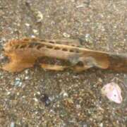 ヒメ日記 2025/05/27 09:23 投稿 ゆう LOVE MISSILE（ラブミサイル）