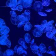 ヒメ日記 2025/06/08 20:23 投稿 咲心(えみ) グランドオペラ横浜