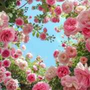 ヒメ日記 2025/07/27 15:30 投稿 咲心(えみ) グランドオペラ横浜