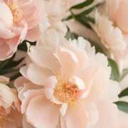 ヒメ日記 2025/06/16 20:09 投稿 美園えみり グランエステ東京 品川（シンデレラグループ）