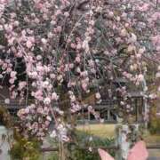 松山寿江 Ｋくんへ御礼… 五十路マダム 沼津店(カサブランカグループ)