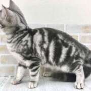 ヒメ日記 2025/05/11 01:11 投稿 みひろ 脱がされたい人妻 厚木店